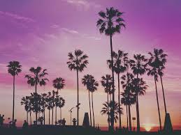 Tons of awesome wallpapers miami palm to download for free. Hd Wallpaper Green Leafed Trees Illustration Tropical Palm Trees Miami Wallpaper Flare