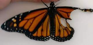 Se Puede Reparar El Ala De Una Mariposa Herida