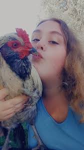 Why is my baby chick constantly chirping and what can I do to stop it?