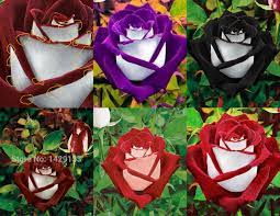 Osiria Rose In Various Photoshopped Incarnations Hybrid Tea Roses Hybrid Tea Roses Garden Tea Roses
