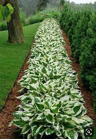 Check spelling or type a new query. Pin By Dianthus Galanthus On Garden Front Yard Landscaping Design Yard Landscaping Front Yard Garden