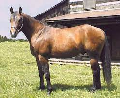 Peppy Dry Bonanza Quarter Horse Stallion Quarter Horse American Quarter Horse