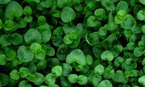 Corsican mint plants tolerates partial sunlight to mostly shady areas. Corsican Mint Grow And Care For Mentha Requienii Epic Gardening