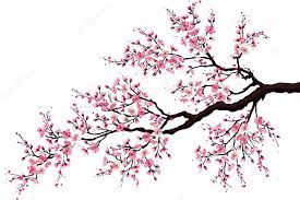 Arbre Branche D Une Floraison Cerise Isole Sur Fond Blanc En 2020 Fleur De Cerisier Japonais Fleur De Cerisier Dessin Arbre Cerisier Japonais