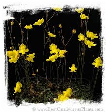 Image result for Utricularia subulata