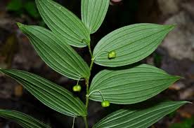 Image result for Convallariaceae