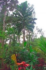 Image result for Anthocleista grandiflora