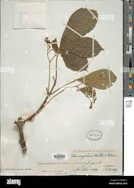 Image result for Vitex congolensis