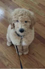 8 pups left 10 stunning goldendoodle pups 6 boys 4 girls they are 6 weeks old and will be ready to leave for their new. View Ad Goldendoodle Puppy For Sale Near Connecticut Bridgeport Usa Adn 56491