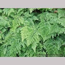 Image result for Adiantum poiretii