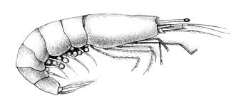 Image result for Osyridicarpos