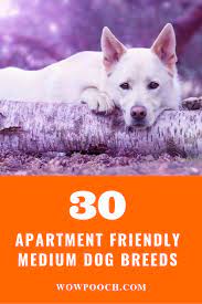 Pin By Miranda Faith Witzlsteiner On Animal World Dog Breeds Medium Dog Breeds Dog Breeds That Dont Shed