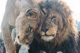 african lions our love is here to stay lion love animals beautiful animals wild