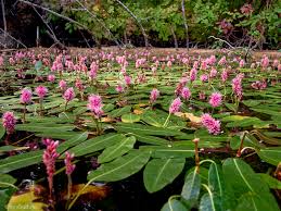 Image result for Persicaria