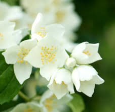 For the people of saskatoon. Jasmine Fragrant Oil