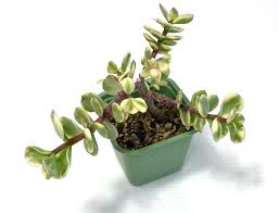 Image result for Grona afra