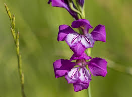 Image result for Gladiolus magnificus