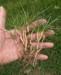 Image result for Paspalum
