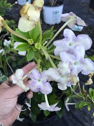 Image result for Brunfelsia americana