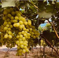 Maybe you would like to learn more about one of these? Uva Da Tavola Siciliana Bianca Vittoria Azienda Scollo Sebastiana