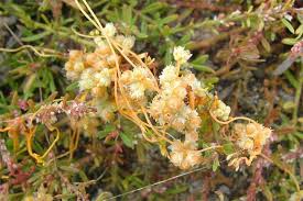 Image result for Cuscuta kilimanjari