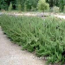In his teens collingwood ingram kept diaries, illustrated with sketches. Buy Rosmarinus Officinalis Collingwood Ingram Ingramii Online Bamboo Pipeline