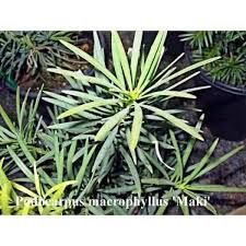 We did not find results for: Podocarpus Macrophyllus Maki