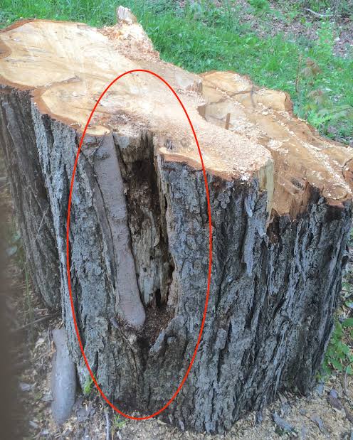 Lightning damage on apple trees » Tree Fruit Diseases: Observations and Archives