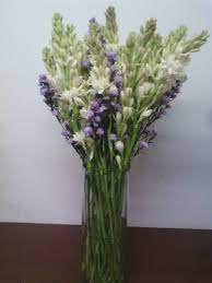 Sedap Malam Flower Dekorasi Rumah