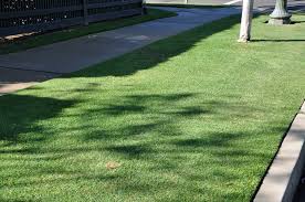 Image result for Cynodon dactylon