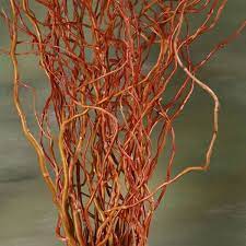 Curly Willow Chile Greens Foliages And Branches Flowers By Category Sierra Flower Finder Curly Willow Willow Fence Flower Branch