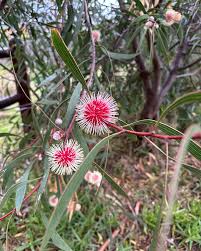 Image result for Hakea laurina