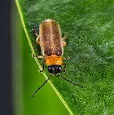 Kelip kelip bintang kecil lullaby untuk bayi. Kuala Sepetang Eco Tourism Matang Mangrove Forest Reserve Tour Bird Watch Fireflies Sighting Kelip Kelip Kg Dew Firefly
