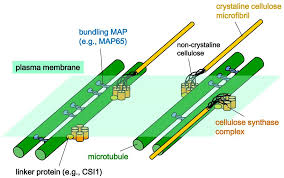 In the complete animal cell centrosome, the two the er is a continuation of the outer nuclear membrane and its varied functions suggest the. Microtubules In Plants