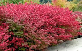 Euonymus Compactus Dwarf Winged Burning Bush Euonymus Alatus Red Shrubs Burning Bush