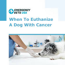 Definitionbladder cancer is a cancerous tumor in the bladder. When To Euthanize A Dog With Cancer Know When To Say Goodbye