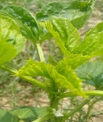 Image result for Cyamopsis serrata