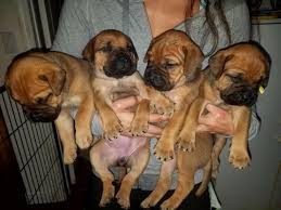 Give a home to this cute puppy. Beautiful Litter Of Pedigree Bull Mastiff Puppies