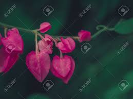 Just use this page and you will quickly pass the level you stuck in the codycross game. The Pink Heart Shaped Flowers In The Garden Stock Photo Picture And Royalty Free Image Image 69891513