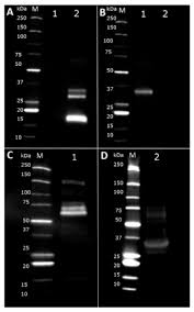 Являются ли эти утверждения истинными или ложными? Nutrients Free Full Text Comparison Of The Allergenicity And Immunogenicity Of Camel And Cow S Milk A Study In Brown Norway Rats Html