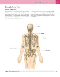 Dimitrios mytilinaios validated and aligned with popular anatomy textbooks, these muscle cheat sheets are packed many muscles are attached to bones at either end via tendons. Gray S Anatomy For Students Pages 51 100 Flip Pdf Download Fliphtml5