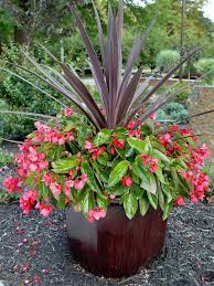 With so many flowers to choose from, it can be hard to know where to begin. Mother S Day Gift Ideas The Best Potted Plants For Mom Pennlive Com