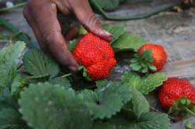 We did not find results for: CÄpsuni La 2 Metri Sub PÄmant Un Roman Care A Lucrat 10 Ani In Spania S A Intors Èi A Dat Lovitura In ÈarÄ Ziarul Romanesc Spania