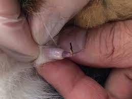 猫の尿道閉塞（尿道栓子） – 小手指ペットクリニック