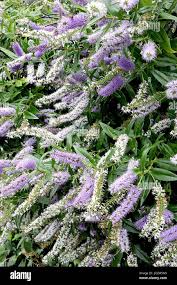 Image result for shrubby veronica hebe