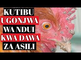 Image result for ndui kuku