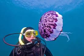 Identification Of Jellyfish And Jelly Like Animals