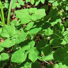 Image result for Blyxa hexandra