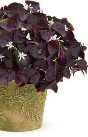 Charmed Wine Shamrock Oxalis Triangularis Shamrock Plant Plants Flowers Perennials