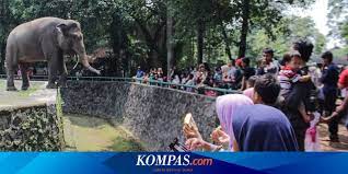 Lintang media #laguanakbalita #kebunbinatang #lintangmedia. Hewan Favorit Pengunjung Kebun Binatang Ragunan